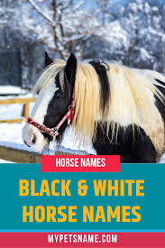 Black And White Horse Names Black And White Horse Names Horse Names Horse Names Unique Horses