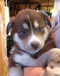 Adopt siberian husky dogs in arizona. Adopt Aussie Husky Mix Puppies On Petfinder Aussie Husky Mix Puppies Husky Mix Puppies Mix Puppies