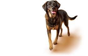 Dog & Puppy Faqs | Pedigree Frequently Asked Questions