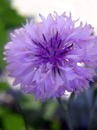 How To Grow Cornflower Bachelor Button Gardening Channel Easy To Grow Flowers Growing Flowers Flowers