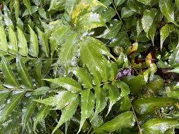 Image result for Combretum falcatum