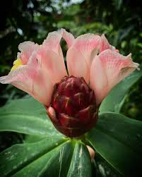 Image result for Costus