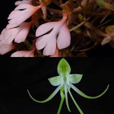 Image result for Habenaria walleri