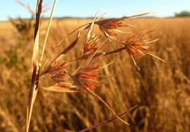 Image result for Themeda triandra