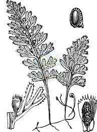 Image result for Hymenophyllaceae