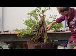 Lihat ide lainnya tentang bonsai, pohon bonsai, tanaman. The Best Bonsai Tips Page 3