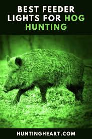 Best Feeder Lights For Hog Hunting Hog Hunting Hunting Hog