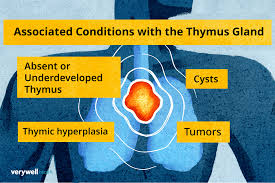 Image result for Thymus