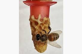 Image result for Queen bee