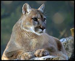Pin On Wild Cats