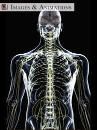 Transparent View Of The Male Torso Showing The Brain And The Central Nervous System Male Torso Body Systems Digital Artists