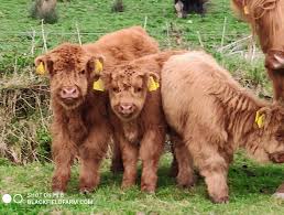 Mini highlands for small (and large) farms. Highland Cattle In Ireland Black Field Farm