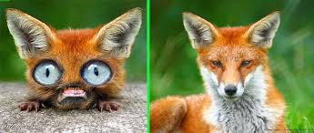 Fake Big Eyes The Original Image Of A Fox Is On The Right Fake Animals Big Eyes Original Image