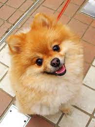 happy pomeranian dogcutest pomeranian dog cute baby dogs puppies