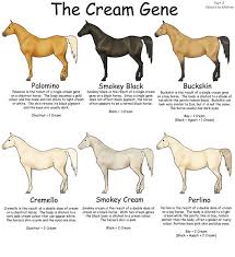 Learn vocabulary, terms and more with flashcards, games and other study tools. Equine Colours The Cream Gene By Kholran On Deviantart Horse Color Chart Horse Coloring Horses
