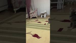 Ninja Kedi Youtube