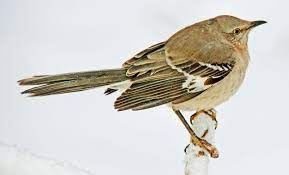 In the study, which took place last spring and summer during the. How To Train A Mockingbird To Sing Something Less Annoying Wired
