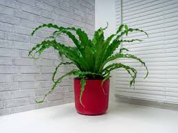 Image result for Asplenium