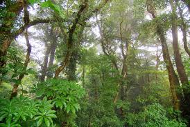 The monteverde cloud forest reserve is a costa rican reserve located along the cordillera de tilarán within the puntarenas and alajuela prov. Monteverde Cloud Forest Reserve Monteverde Costa Rica Anywhere