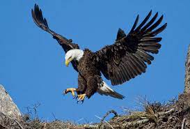 The Eagle Has Landed Yesterday Was One Of My Most Meaning Flickr