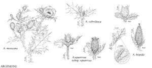 Image result for Argemone ochroleuca