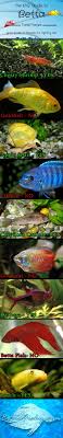 Untitled Betta Fish Care Pet Fish Betta Fish