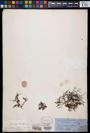 Image result for Tristicha