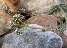 Image result for Corrigiola