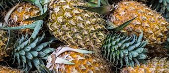 We did not find results for: Antigua Black Pineapple Local Pineapple From Antigua And Barbuda Caribbean