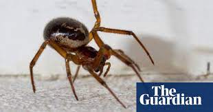 If you think you were bitten by a black widow or brown recluse. False Widow Spiders Aren T Out To Get Us And Their Bite Isn T Dangerous Insects The Guardian