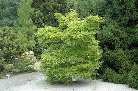 Full grown autumn moon japanese maple. Get Autumn Moon Full Moon Maple In Mi At English Gardens Nurseries Serving Clinton Township Dearborn Heights Eastpointe Royal Oak West Bloomfield And The Plymouth Ann Arbor Michigan Areas