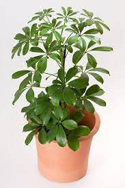 Umbrella Plant Care How To Grow Umbrella Plants Garden Lovers Club Common House Plants Umbrella Plant Care Umbrella Plant