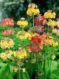 Οἰ μὲν ἰππήων στρότον οἰ δὲ πέσδων Etagen Primel Primula Bullesiana