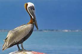 A birds of a feather great white pelicans often retire to favorite resting sites after a fishing trip. Pelican Taxonomy Habitat Description Facts Britannica