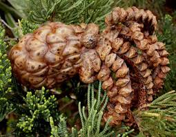 American native plants stocks a wide selection of trees and shrubs grown as tubelings. The Pacific Northwest Tree Octopus Sightings