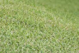 9 Great Ways To Get Rid Of Ants In Grass Naturally My Backyard Life