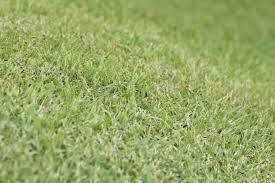 Jul 15, 2021 · the same is true for ant hills. 9 Great Ways To Get Rid Of Ants In Grass Naturally My Backyard Life