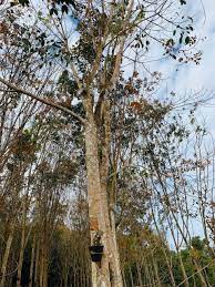 (*masa ni masih guna hp nokia c3). Pokok Getah Outdoor Tree Plants