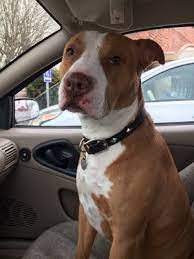 Low cost for those who qualify. Affordable Pet Clinic 3004 Little York Rd Houston Tx Veterinarians Mapquest