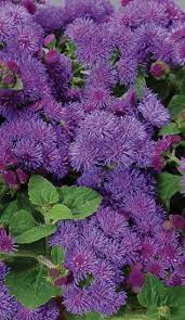 Artist Blue Flossflower Ageratum Hybrid Purple Plants Front Flower Beds Heat Tolerant Plants
