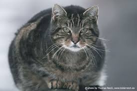 Hauskatze, Felis catus - Steckbrief, Infos, Beschreibung & Fotos