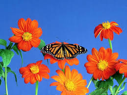 This free collection of spring wallpapers can be perfect for anyone looking to update their desktop some people may enjoy decorating their laptop or desktop with an image of spring to fully enjoy this. Free Spring Wallpapers For Computer Desktop Backgrounds Angangueo 1024x768 Wallpaper Teahub Io