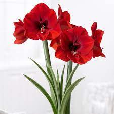 Amaryllis Anytime Anywhere Angie The Freckled Rose Amaryllis Amaryllis Flowers Flowers