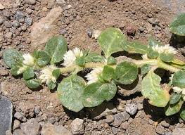 Image result for Alternanthera caracasana