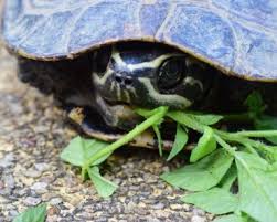 Neben ziervögeln und zierfischen gehören zu diesen kleintieren hamster, schildkröten etc., also tiere, die ebenfalls in geschlossenen behältnissen gehalten werden. Das Terrarium Fur Landschildkroten Ausstatten Haustier Blog