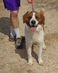 Adopt Meeko On Petfinder Saint Bernard Dog St Bernard Dogs Dog Adoption
