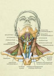 Facebook twitter whatsapp pin it. Muscles Of The Neck And Torso Classic Human Anatomy In Motion The Artist S Guide To The Dynamics Of Figure Drawing 2015