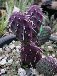 Sf284 purple prickly pear ( opuntia santa rita ) native to the sonoran desert, the purple prickly pear grows in clumps, usually to about 4 feet tall by 5 feet wide. So In Love With My Opuntia Santarita Cactus