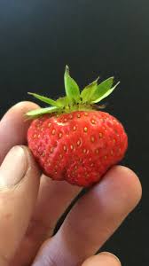 Maybe you would like to learn more about one of these? Grubby On Twitter Apparently The Entire Strawberry Plant Is Edible The Leaves Included Once I Read And Accepted That I Started Eating The Tops Not The Leaves Yet Lol Https T Co Sqd1bvgvle