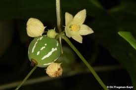 Image result for Diplocyclos